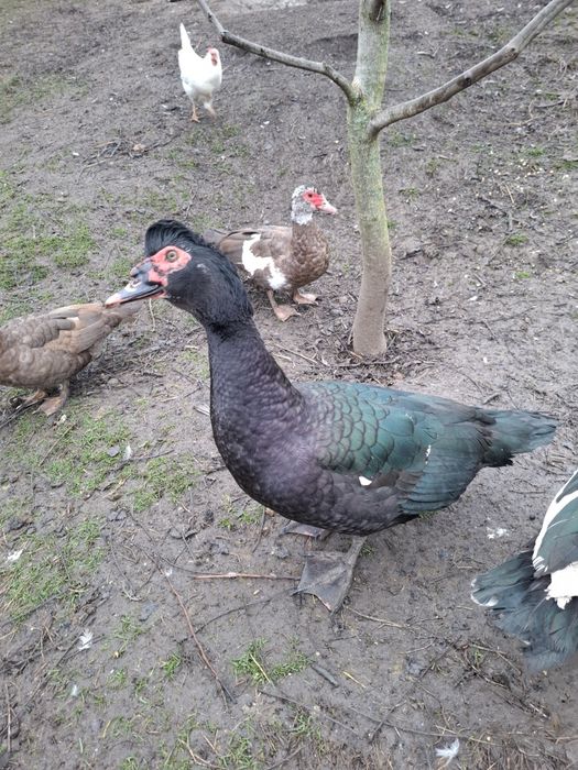 Rățoi Mut din 2025