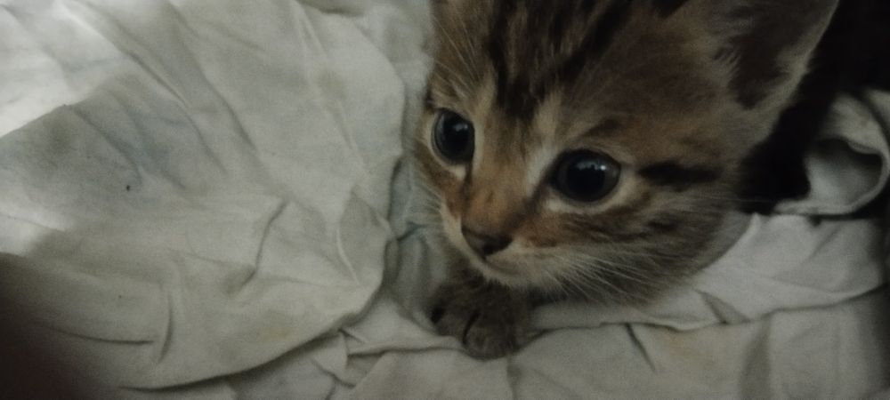 Котята.Отдам даром котят.