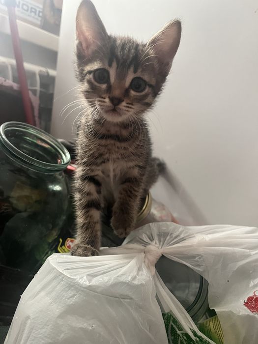 Отдам котят в добрые руки