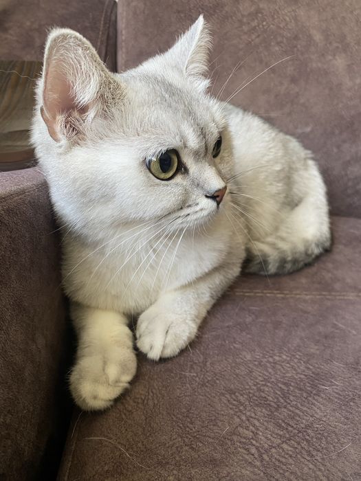 Кошка 3 года девочка