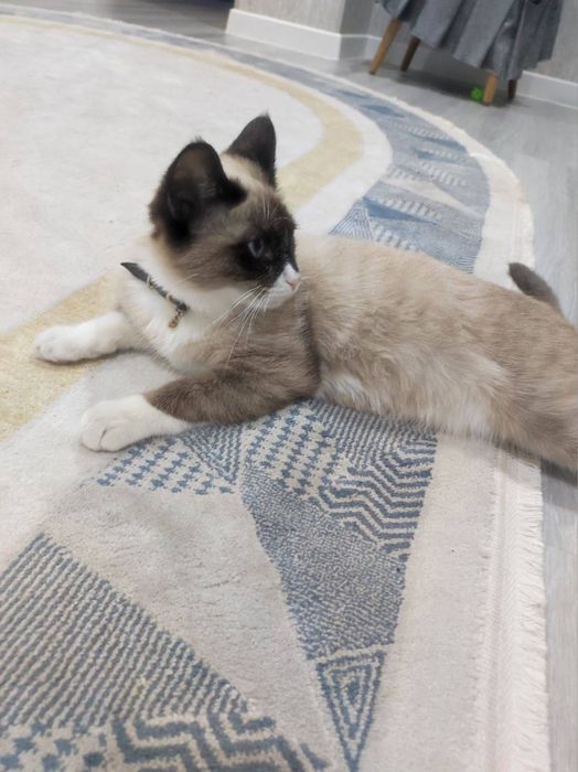 Taiski siamski mushuk zotdor