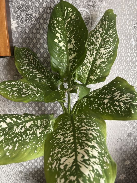 комнатные цветы дифенбахия колеус рео герань алоэ