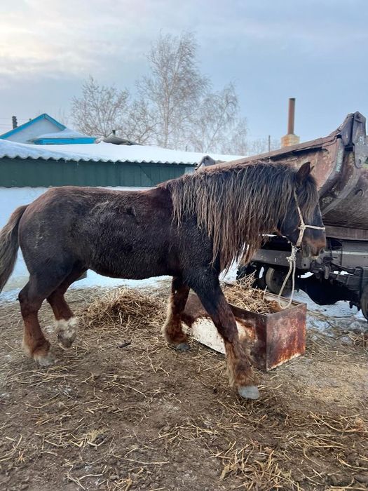 Продам Айғыр -Жеребец