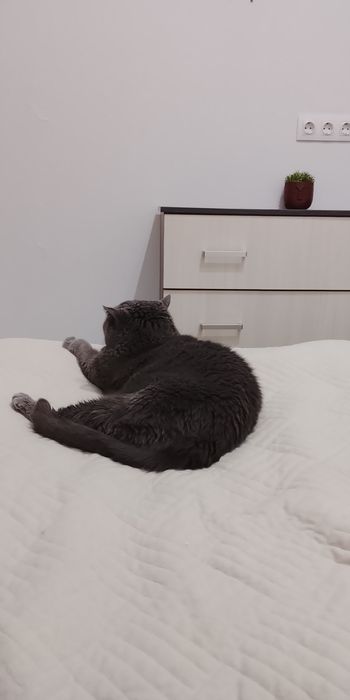 Кошку,британской породы