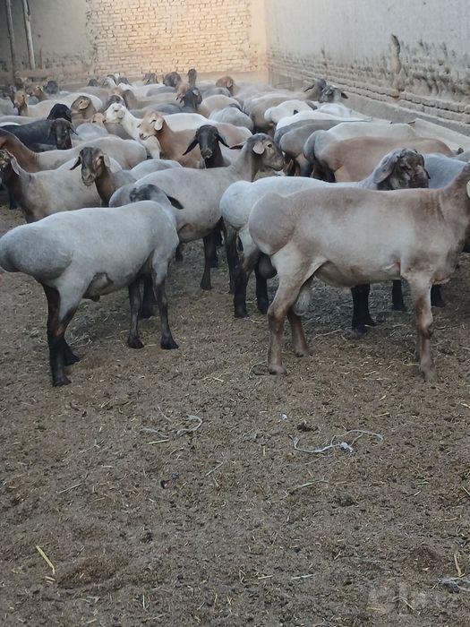 Qassoblik xizmati halollik va sifat samaradorligi birinchi õrinda