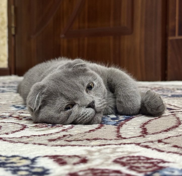 Mushukcha Scotish fold