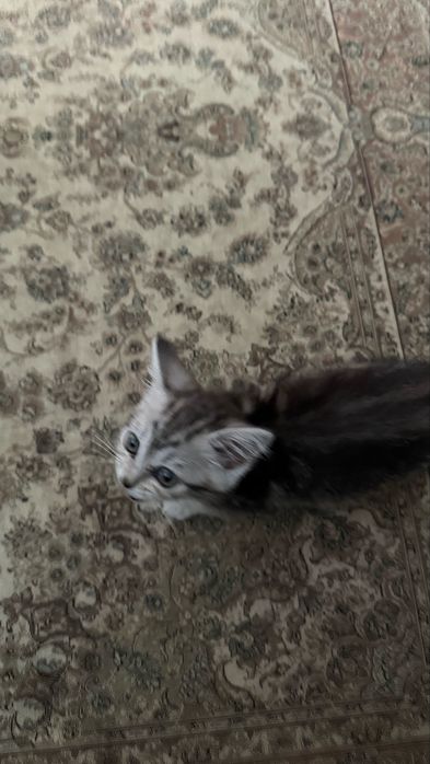 Продам шотландского котенка