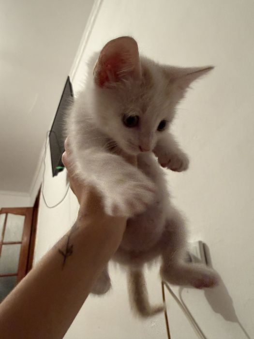 Котенок, мальчик