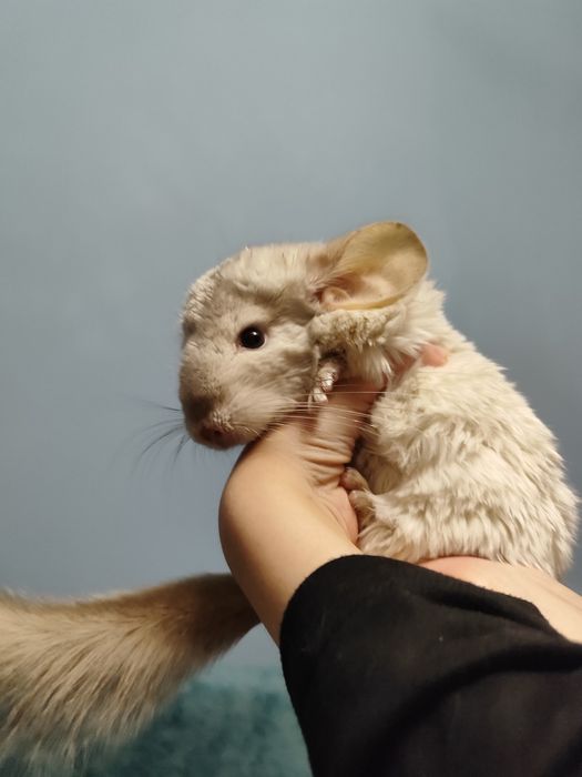 продам шиншиллку