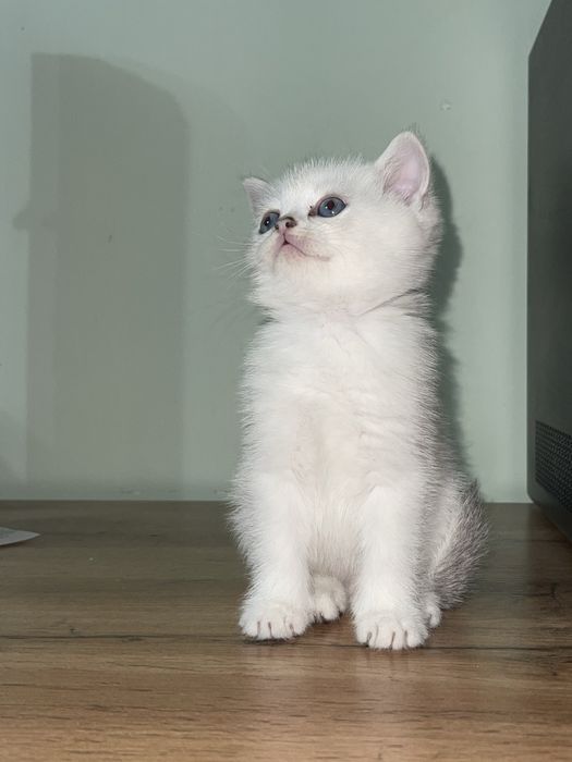 Продается котенки Британский поинт шиншила/ Скоттиш страйт