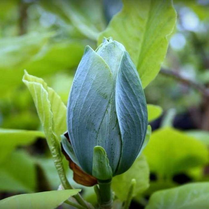 Magnolia galbena yellow river butterfly, albastra Blue Opal Baby