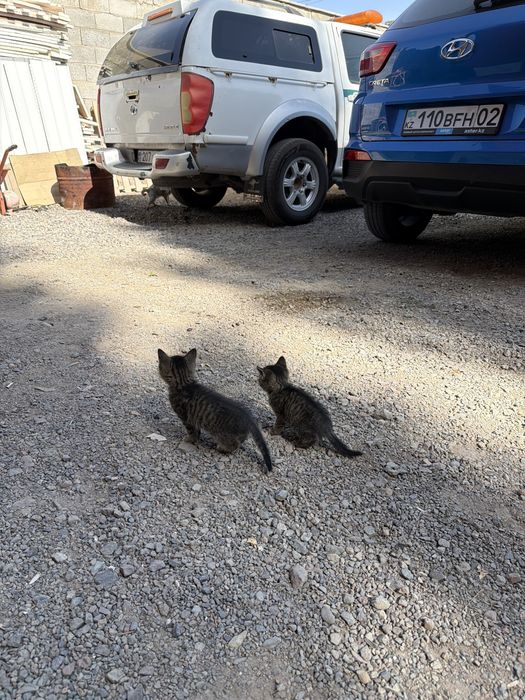 Отдам котят в хорошие руки