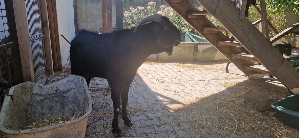 De vanzare TAP rasa  Anglo-nubiană