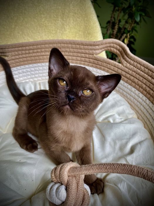 Европейская Бурма