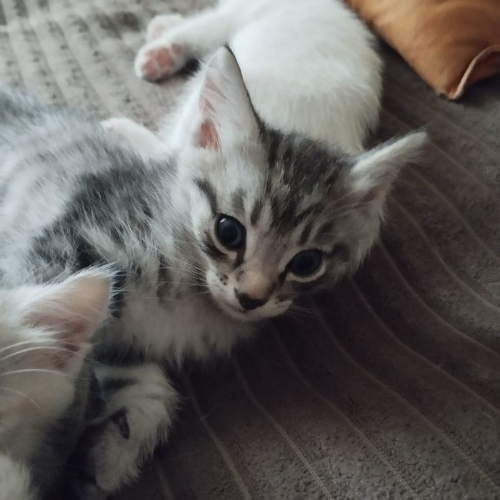 Отдам домашних котят в добрые руки