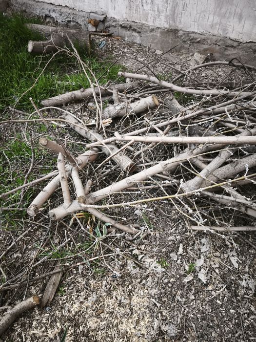 Бесплатно. Отдам дрова. Самовывоз.