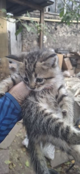 Отдам котёнка в хорошие руки