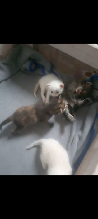 Продаеться котята