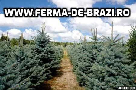 Oferta Pachet 1000 buc. puieti molid argintiu 4 ani- Discount 20%