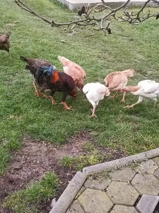 Vând ouă de combatant Malaiezian