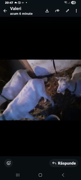 Capre sannen cu lapte fara iezi