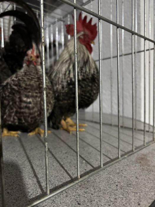 De vanzare gainuse chabo