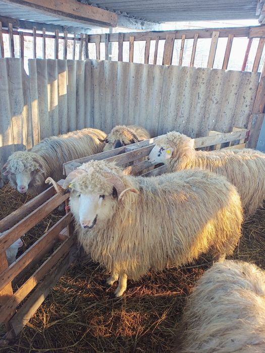 Vând berbecuț crescut natural