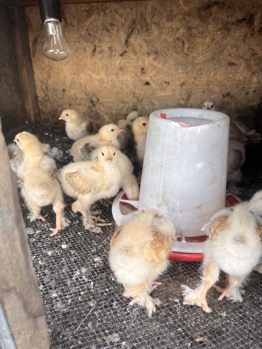 Продам цыплят брама 2 недели
