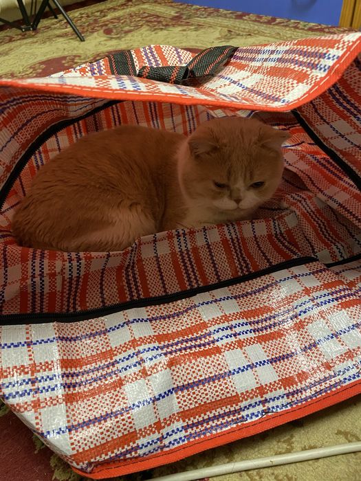 Отдам британского кота