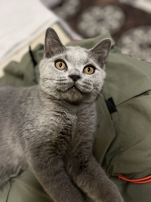 БРИТАНСКИЙ 5 ойлик угил сотилади