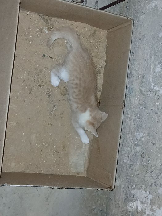 2 ayliq pishiq balalar jaqsi qollarga pulsiz (esheyin) beriledi