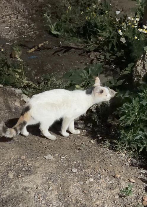 Кошечка ищет дом