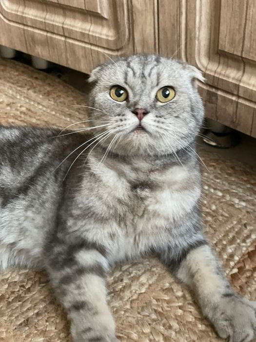 Отдам котика шотландца в добрые руки