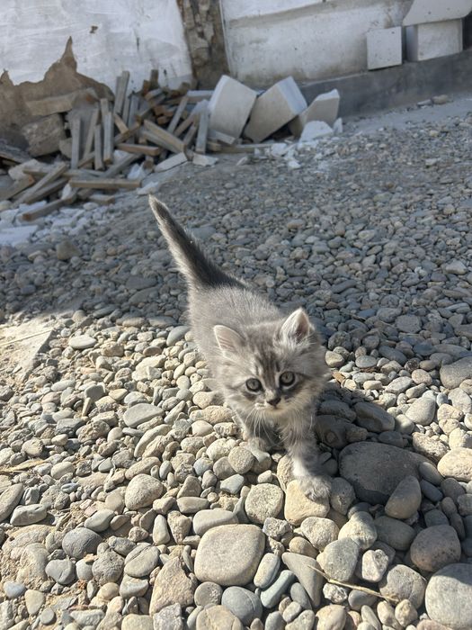 Отдам котят в добрые руки бесплатно