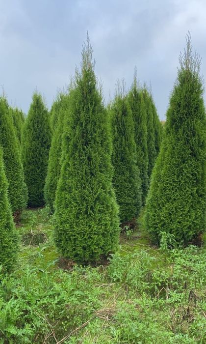 Саженцы ёлка Алматы