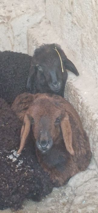 3oylik qozila sotiladi