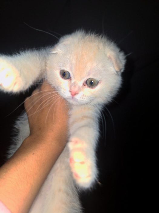 Shatlanskiy vslauxa (skotfish fold)