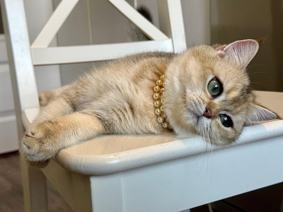 Fetita superba british shorthair golden chinchilla! Pedigree  WCF