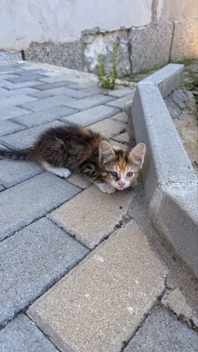 Подарявам малко коте