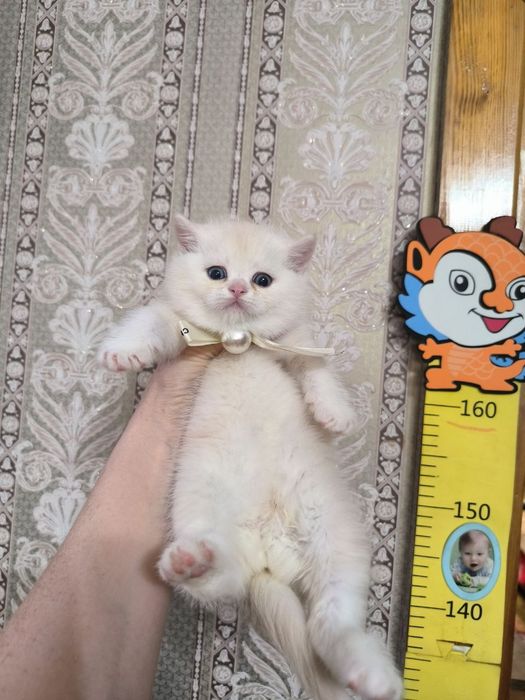 Шикарные котята  шиншилки