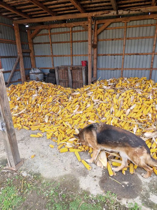 Vand porumb  stiulete sau boabe