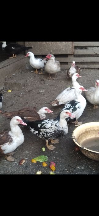 Продам индо уток