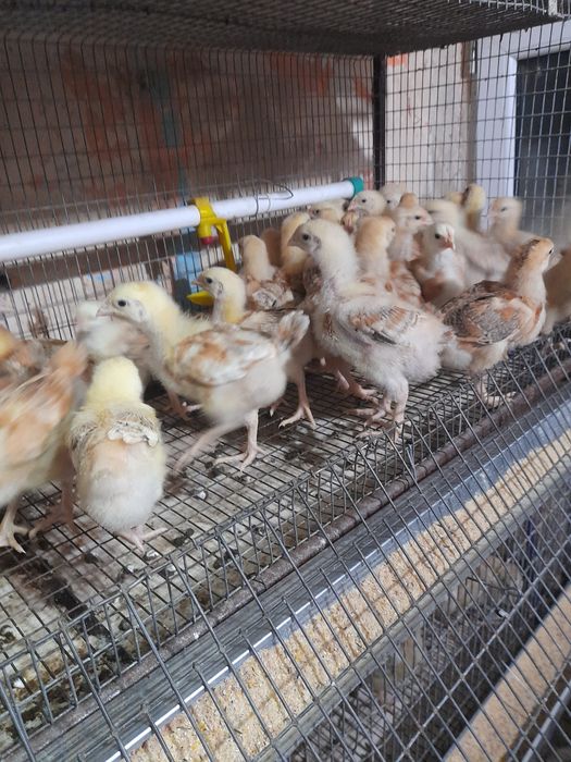 Vand pui toate roca 750g-15 cabir colorati450g-12