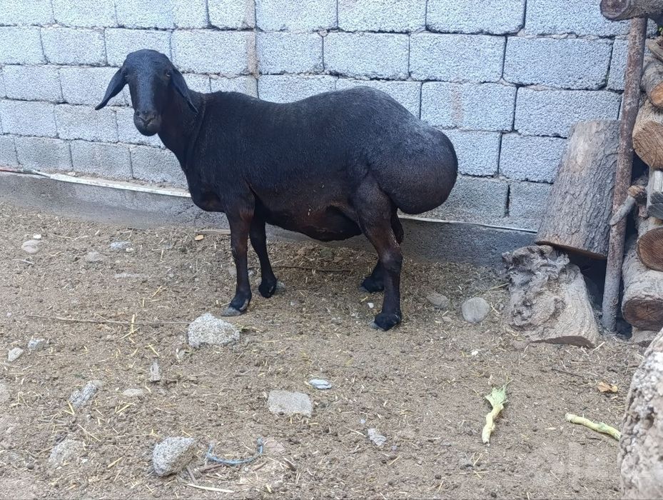 Ona qoy sotiladi