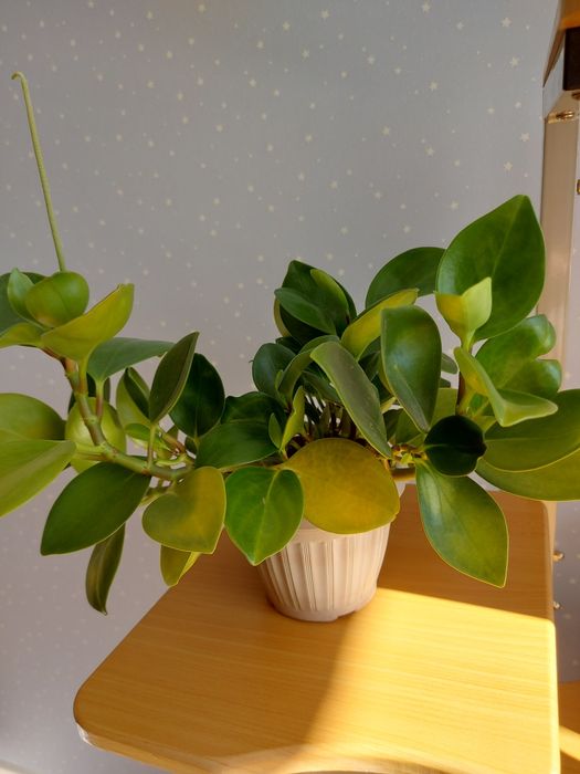 Продам цвет Пеперомию.