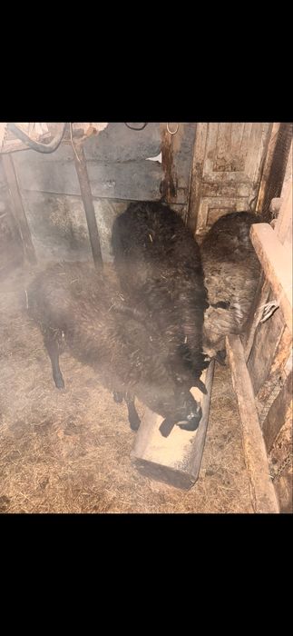 Қой, тұсақ, сек