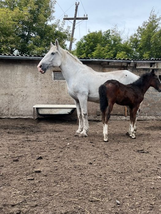 Продаю кобылу срочно