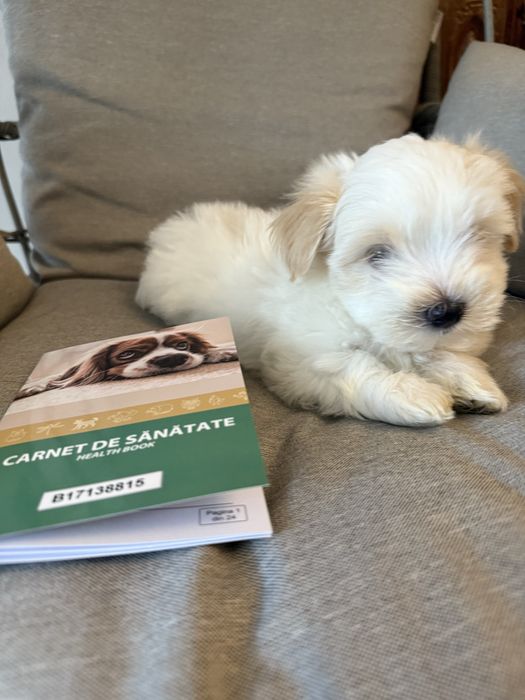Pui metis bichon havanez x maltez