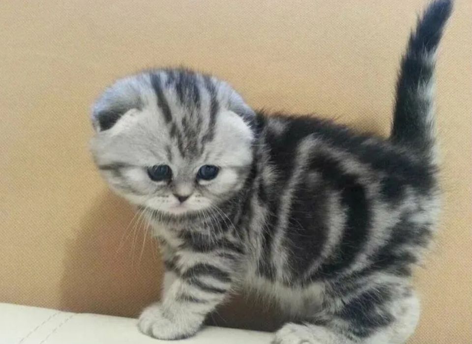 Вислоухие котята распродажа