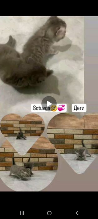 Мама и две котят